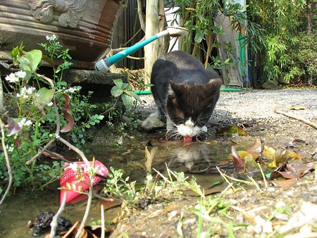 水を飲む白黒2号その1