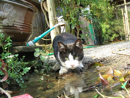 水を飲む白黒2号その2