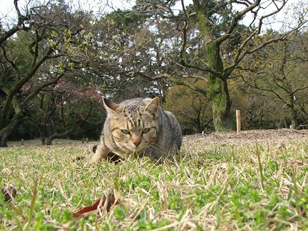 キジトラ1号