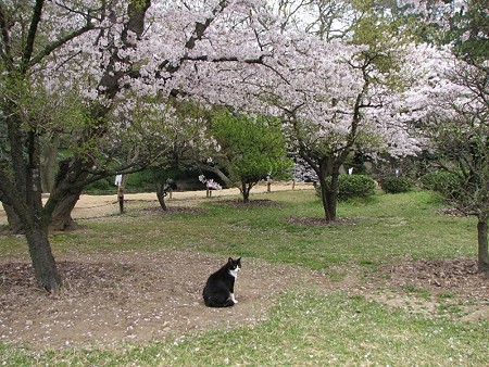 白黒1号と桜の木