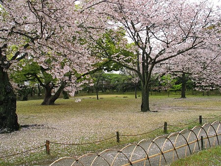 猫のいない桜の園