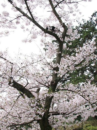 栗林公園的猫桜　ハナクロ