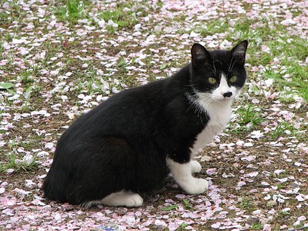 ハナクロ　桜の花びらの絨毯の上で