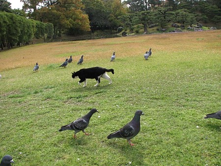 ハナクロと鳩