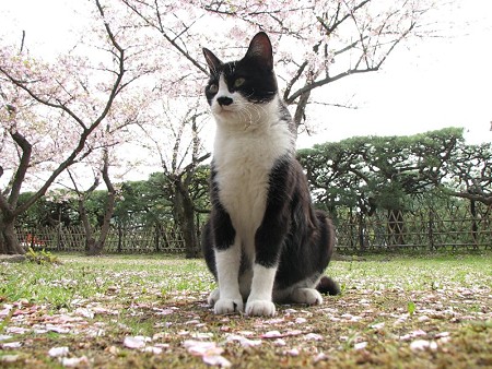 ハナクロ　桜の花びらの絨毯の上で