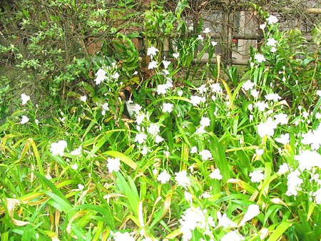 シャガの花にかくれているハナクロ