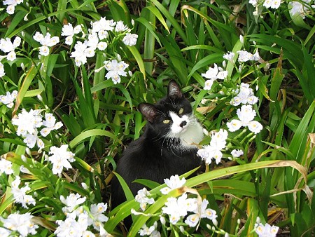 ハナクロ、シャガの花に囲まれて