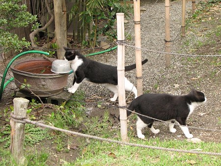 ハナシロとハナクロ