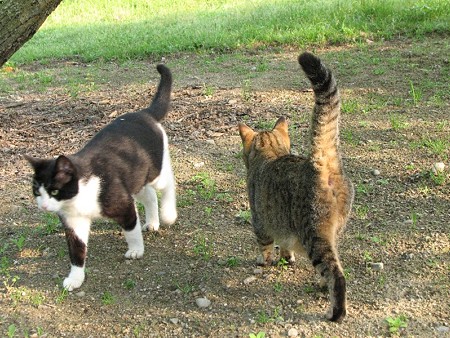 ハナシロとキジトラ1号のキス-04