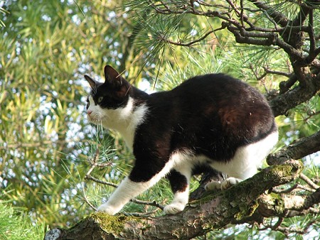 栗林公園的猫松　ハナシロ