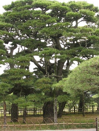 栗林公園的猫松　ハナシロ　屏風松