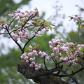 兼六園菊桜(2)