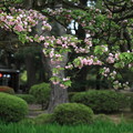 兼六園菊桜と茶店