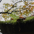 苔と芽吹き