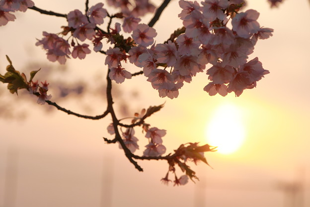 夕日と桜 2 写真共有サイト フォト蔵