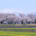 菜の花と桜並木　朝日岳