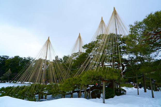 大雪後の兼六園　唐崎松