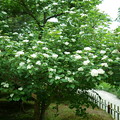 満開の山査子　サンザシ（2）