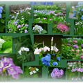 卯辰山花菖蒲園