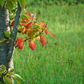 桜の紅葉