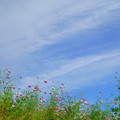コスモスロード　青空