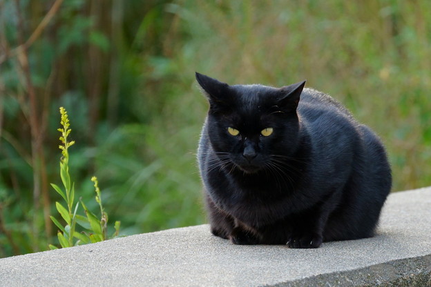 黒猫　=^_^=（1）