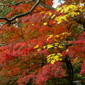 山中温泉　さくら公園　紅葉
