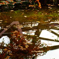 鶴仙渓（山中温泉）さくら公園　　落ち葉