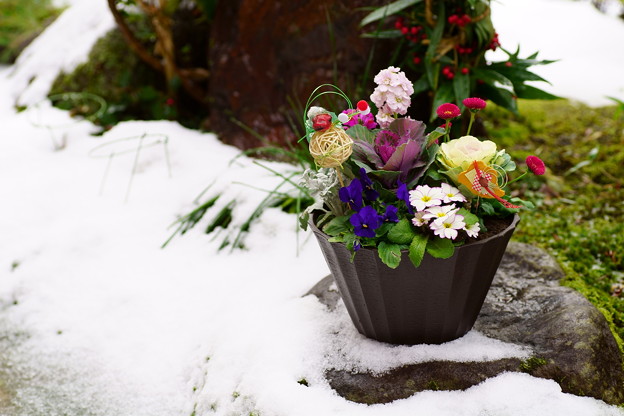 寄せ植え　　雪と苔の間に