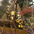 兼六園　蝋梅と雪吊り