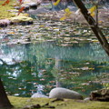 兼六園　時雨亭の庭園