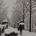 Photos: 雪のバス停　ﾊｯｸﾁｮﾝ(*´д`)･∵