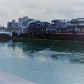 Photos: 主計町茶屋街と浅野川大橋　　ユリカモメ