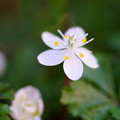 バイカオウレンが開花（1）