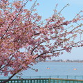 満開の河津桜（1）　木場潟公園