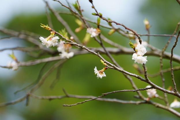 冬桜