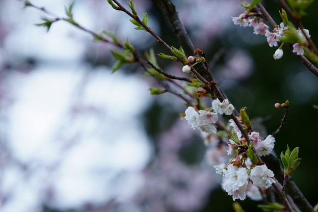 兼六園　冬桜