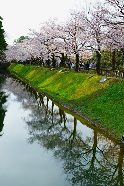 金沢城   お堀の満開の桜