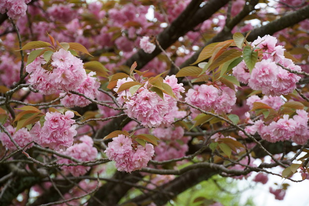 満開の八重桜