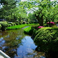 新緑の兼六園　曲水と開花を待つカキツバタ