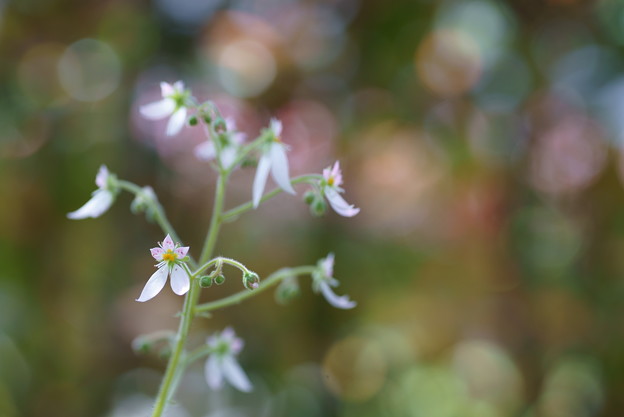 Photos: ユキノシタ