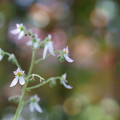 Photos: ユキノシタ