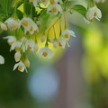 Photos: 鳥さんからのプレゼント　エゴノキの花