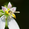 小さなヒラタアブ　虹色の翅　ユキノシタの花に