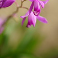 Photos: 紫蘭
