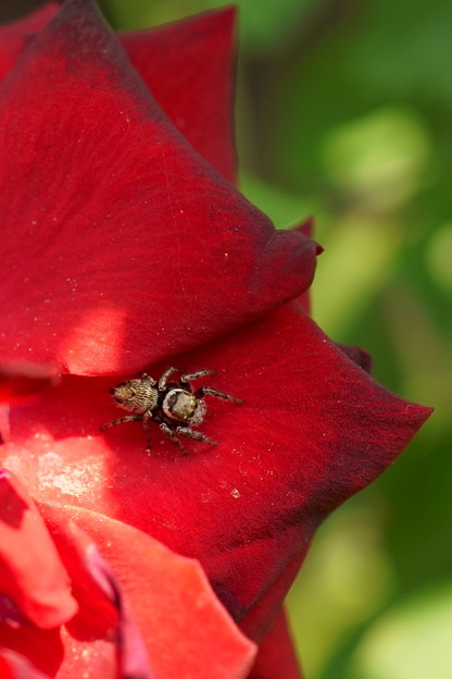 赤いバラが好き 可愛い クモさん 写真共有サイト フォト蔵