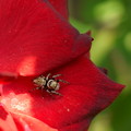 Photos: 赤いバラが好き♪    … 可愛い？クモさん