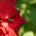 Photos: 真紅のバラと蜘蛛