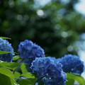 紫陽花