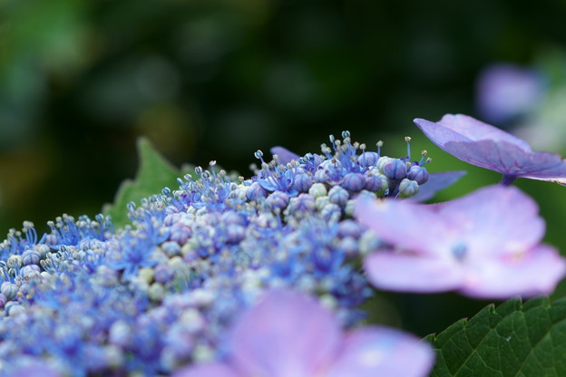 アジサイの両性花がポコポコ開花 写真共有サイト フォト蔵
